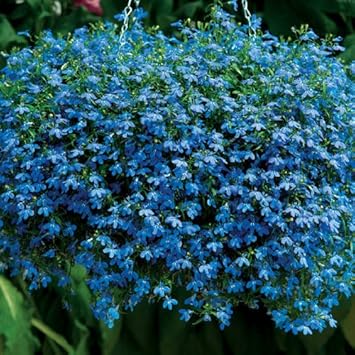 Blue Sapphire Flower seeds for Planting - Cut Flower Favorite, Heirloom & GMO Free Seeds for Home Garden
Sale for planting in home garden.