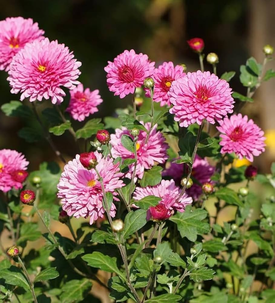 Dendranthema Indicum Chrysanthemum indicum Seeds for Planting in Flower Bed