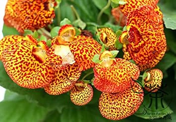 Yellow Calceolaria Crenatiflora Flower seeds for Planting - Drought Tolerant, Heirloom & GMO Free Seeds for Home Garden
Sale seeds for home garden