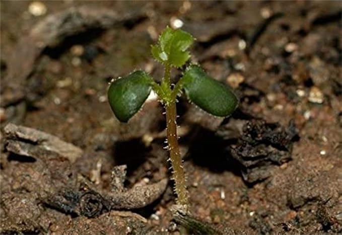 Purple Climbing Rose Seeds for Elegant, Twisting Vines