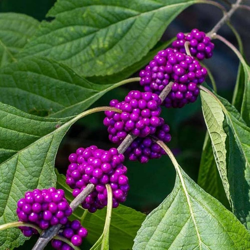 Violet Callicarpa Flower seeds for Planting - Hardy Variety, Heirloom & GMO Free Seeds for Home Garden