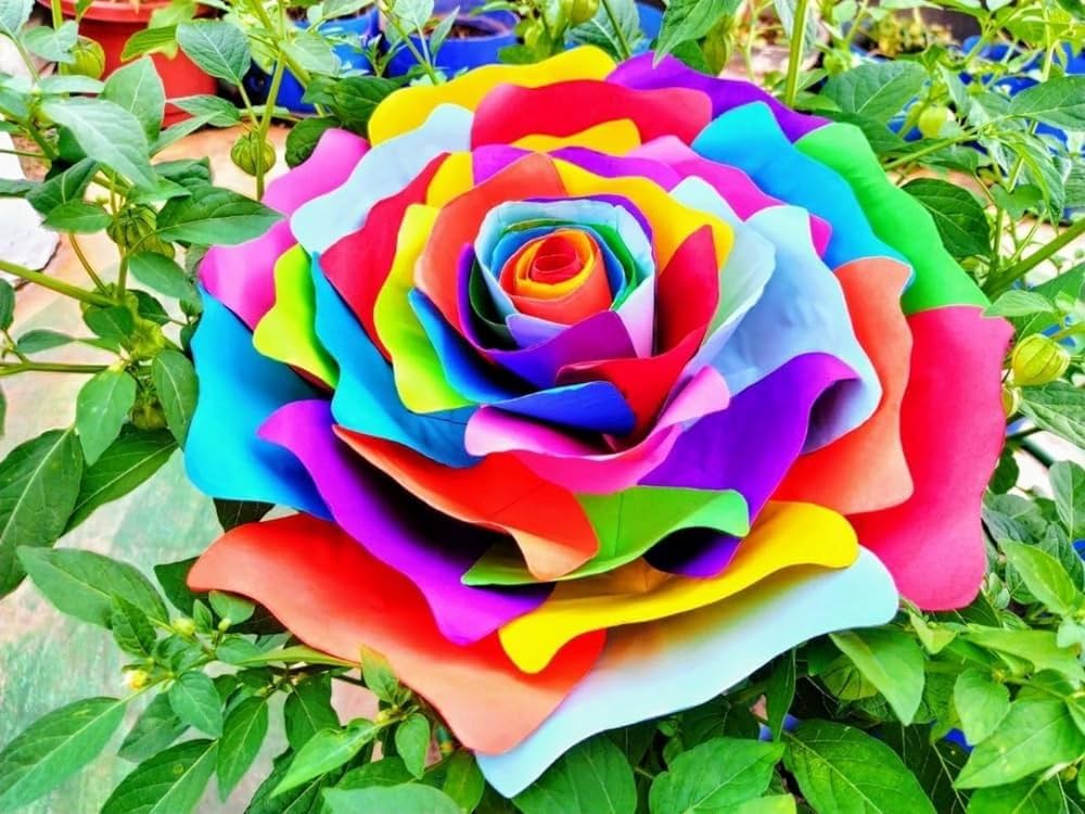 Multicolor Rose Flower seeds blooming in flower beds, containers, borders, and pollinator-friendly gardens