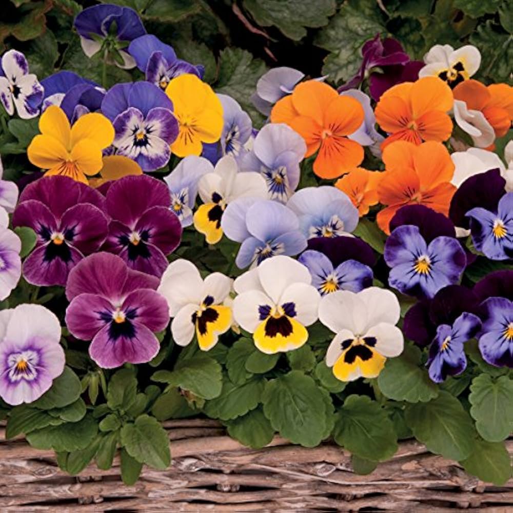 Mixed Viola Sorbet Flower seeds blooming in flower beds, containers, borders, and pollinator-friendly gardens