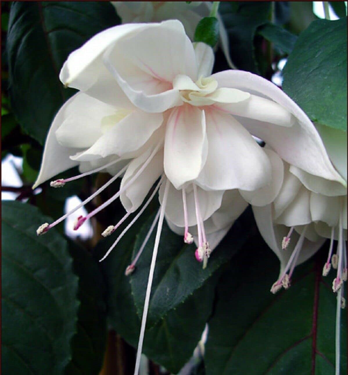 White Double Petals Fuchsia Flower Seeds for Planting Easy to Grow Heirloom & GMO Free Seeds for Home Garden
Sale