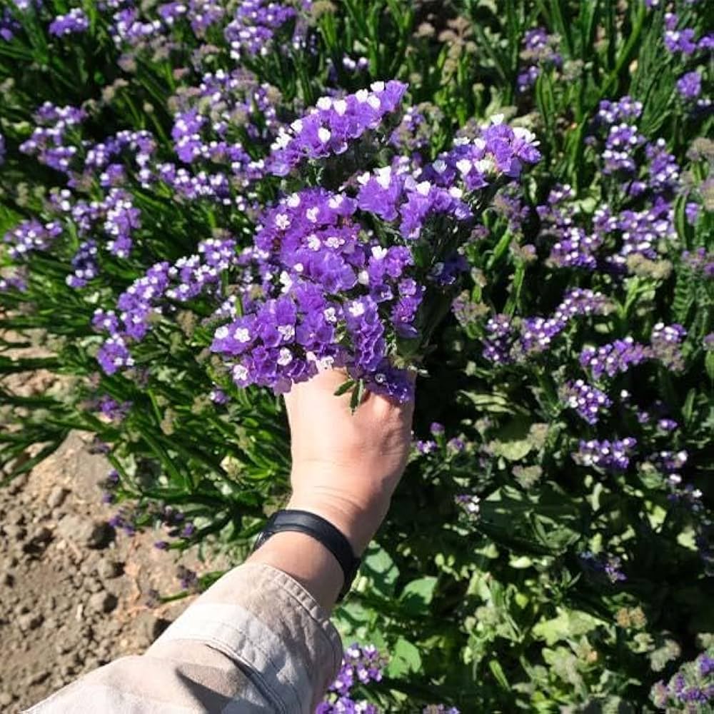 Limonium Seeds for Planting Limonium spp. for flower beds and decorative gardens - Evergrowseeds