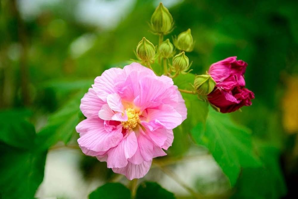 Amethyst Hibiscus Hibiscus spp. Seeds for Planting in Tropical Garden