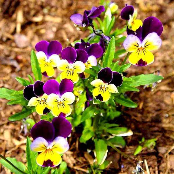 Johnny Jump Up Viola Seeds Viola tricolor for Planting in Flower Bed & Garden