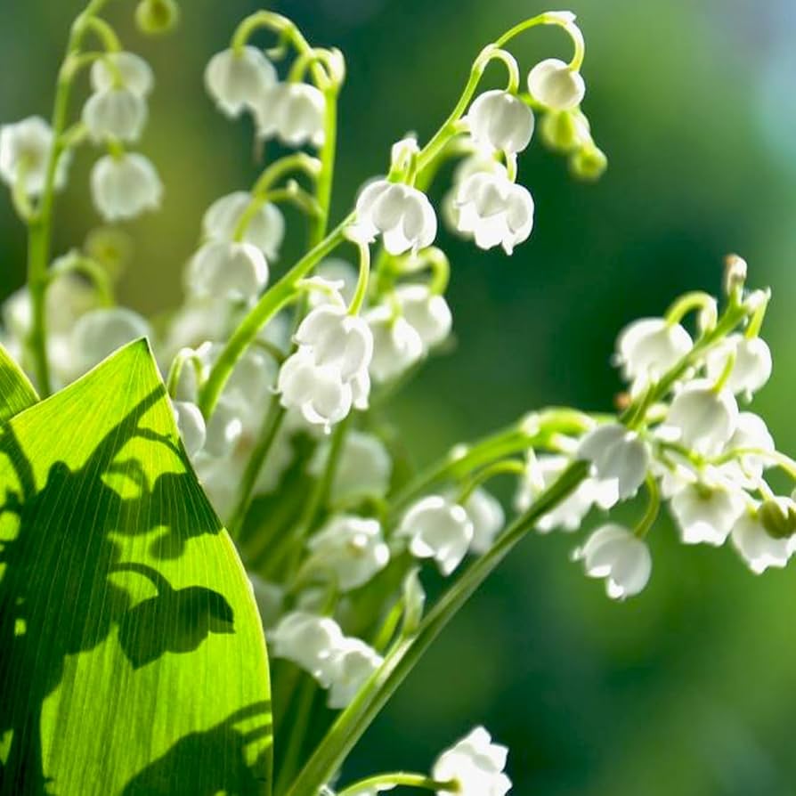 Bell Orchid Mix Seeds for Planting - Vibrant Flower Mix - Evergrowseeds