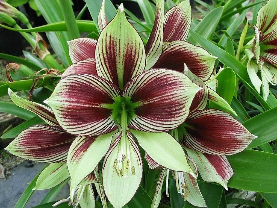 Green Hippeastrum Seeds Hippeastrum for Planting in Garden & Flower Bed
