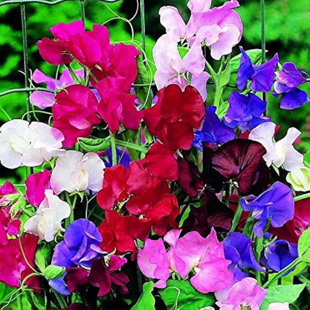Early Multiflora Mix Sweet Pea Seeds for Planting flower bed