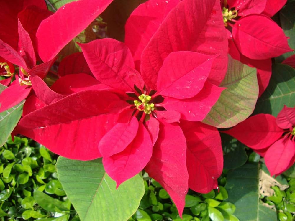 Euphorbia Pulcherrima Euphorbia pulcherrima Flower Seeds for Planting for Flower Bed