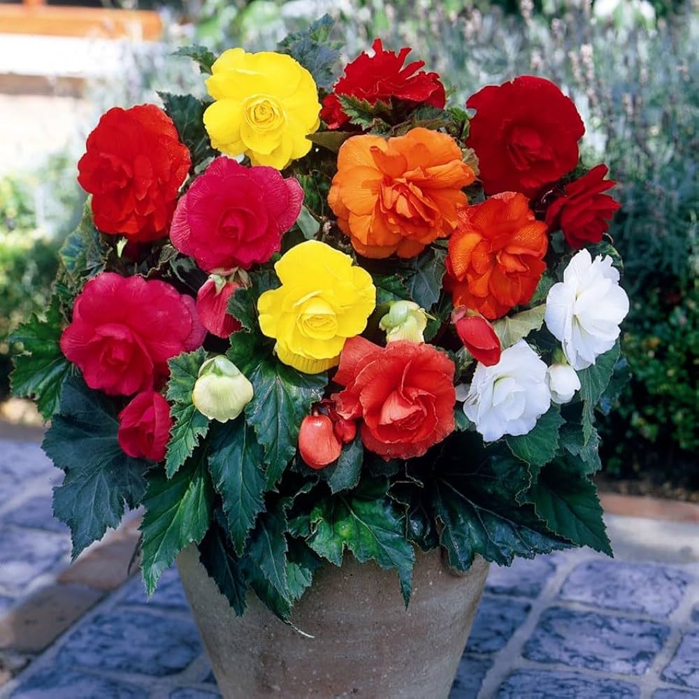 Begonia Seeds for Planting flower bed home garden