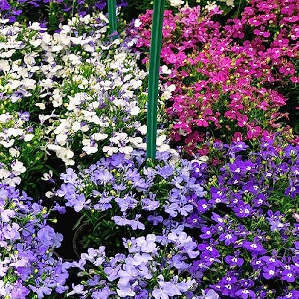 Lobelia Erinus Seeds for Planting in Hanging Baskets