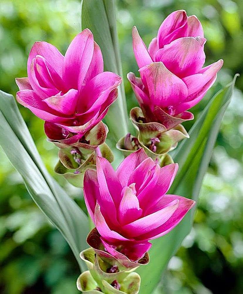 Rhizoma Curcuma Flower seeds for Planting - Wildflower Mix, Heirloom & GMO Free Seeds for Home Garden
Sale seeds for planting in home garden