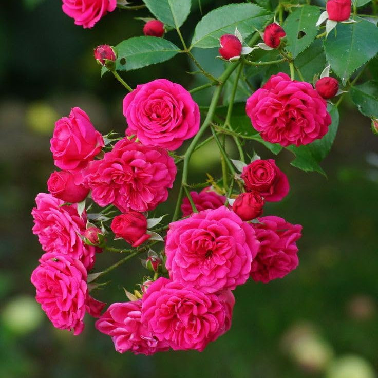 Rose Pink Climbing Perennial Rose Seeds for Planting Vibrant Colors Heirloom & GMO Free Seeds for Home Garden
Sale
