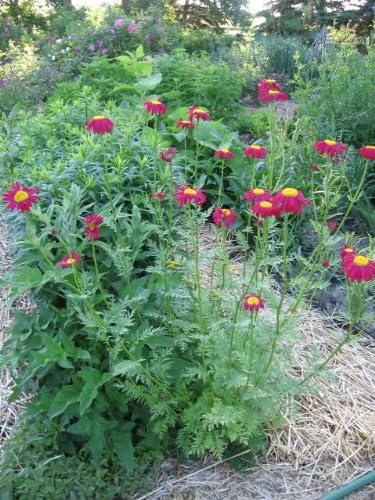 Rose Chrysanthemum Coccineum Seed for Plantings for Planting for Red, Bold Chrysanthemum Blooms Heirloom Non-GMO Seeds