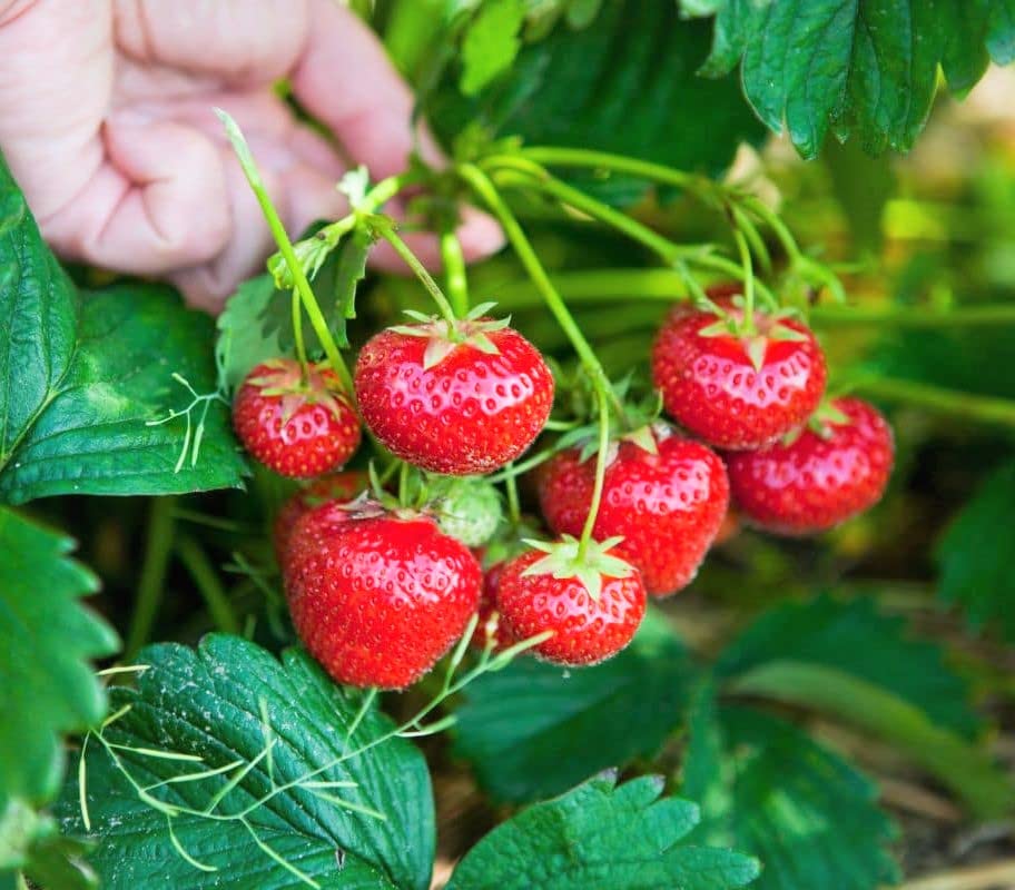 Hokowase Strawberry Seeds for Planting Fragaria x ananassa for vegetable patches and garden beds