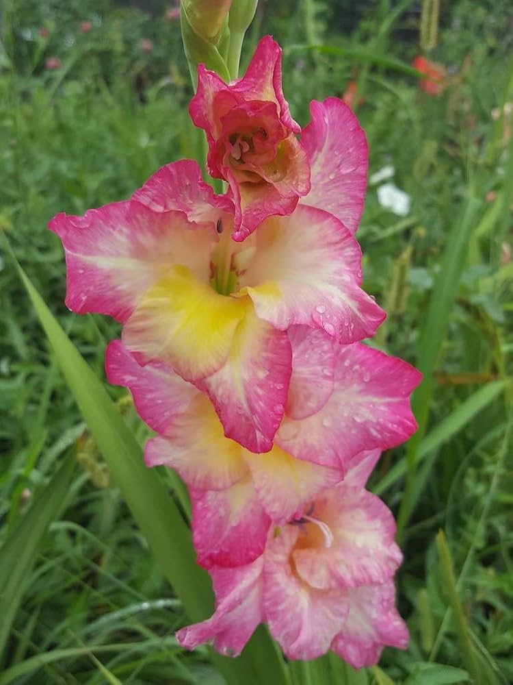 Soft Pink Yellow Gladiolus Flower Seeds for Planting Wildflower Mix Heirloom & GMO Free Seeds for Home Garden
Sale