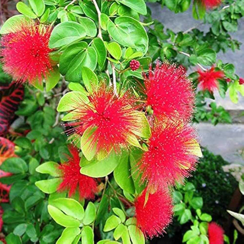 Mimosa Pudica Flower seeds for Planting - Fragrant Blossoms, Heirloom & GMO Free Seeds for Home Garden