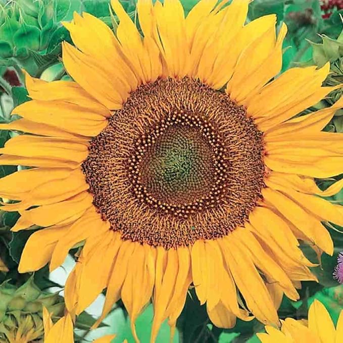 Heirloom Sunflower "Zwerg Sunspot" Seeds for Compact, Bright Blooms