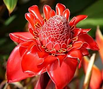 Iridescent Red Torch Ginger Flower Seeds for Easy Planting