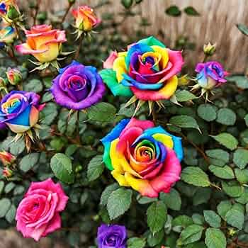 Multicolor Rose Flower seeds for Planting - Cottage Garden Essential, Heirloom & GMO Free Seeds for Home Garden
