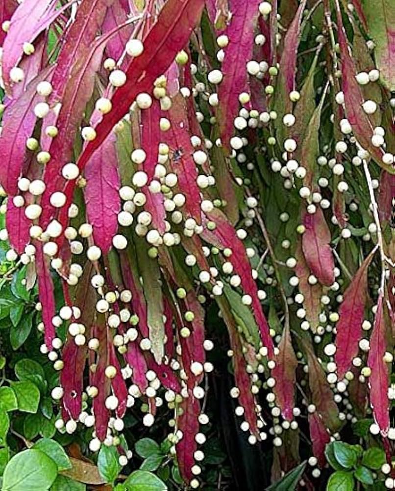 Red Mistletoe Cactus Seeds Easy to Grow Exotic Plant for Indoor & Outdoor