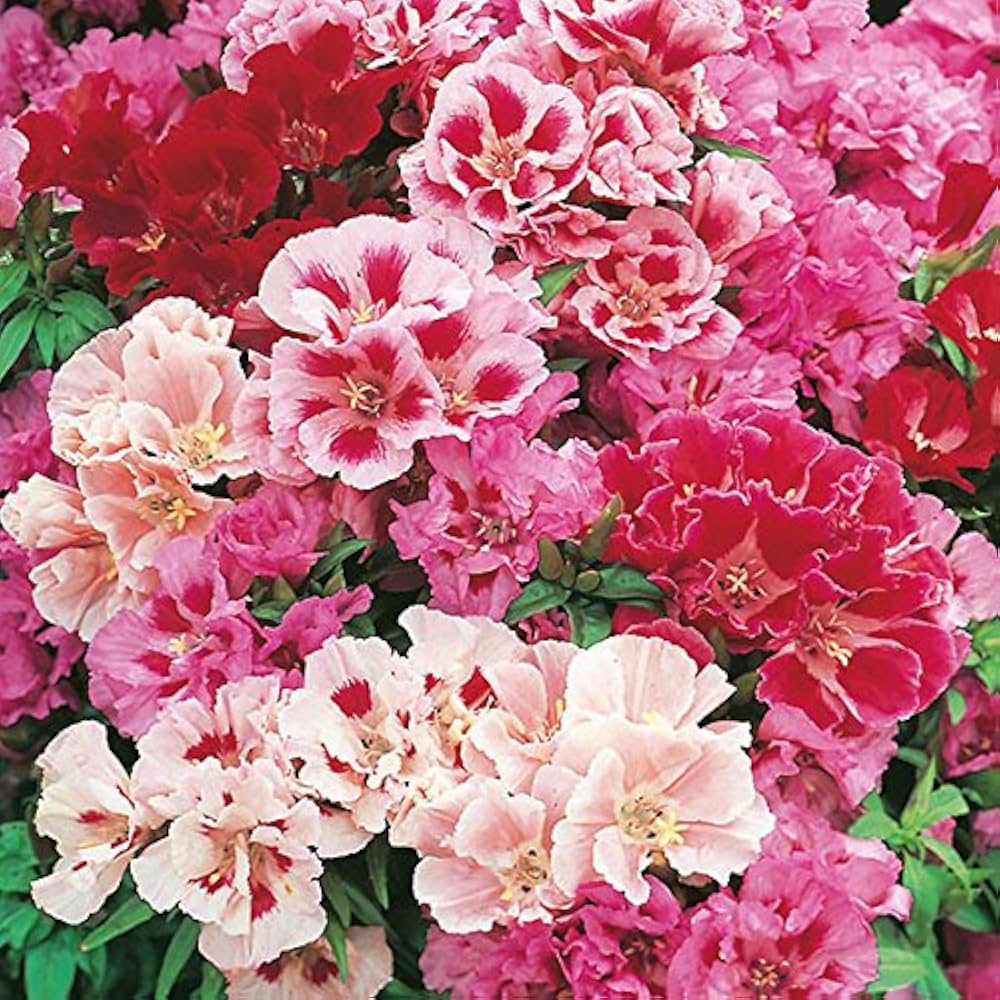 Godetia Clarkia amoena for planting in wildflower garden
