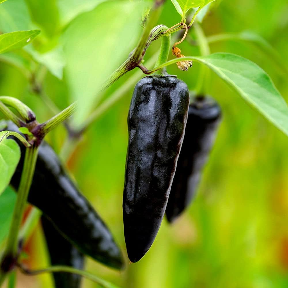 Fatalii Chocolate Chili Seeds for Planting Capsicum chinense for hot pepper lovers and vegetable gardens