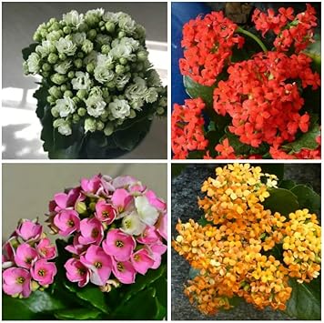 Multi-Color Kalanchoe Flower seeds blooming in flower beds, containers, borders, and pollinator-friendly gardens