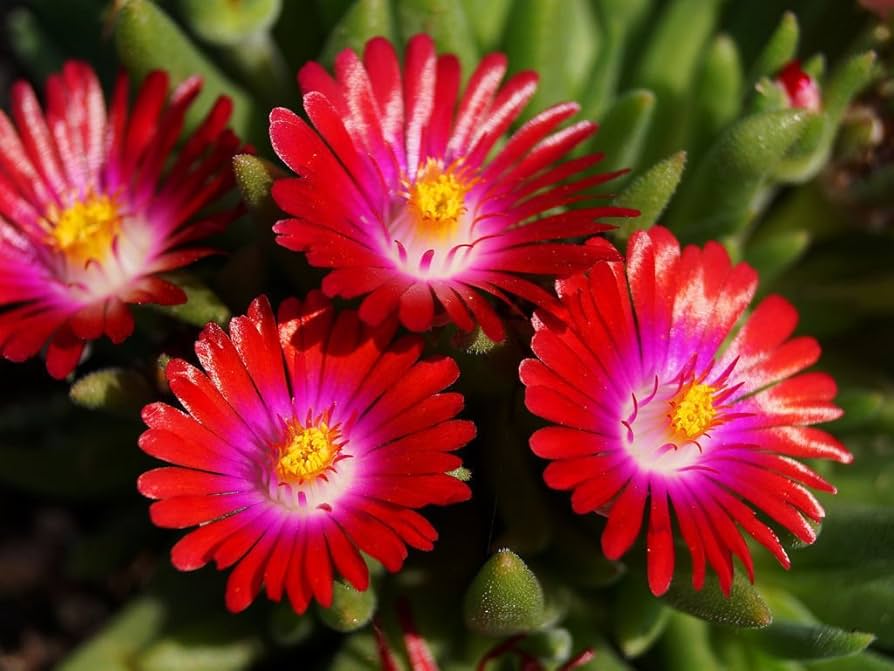 Delosperma Carmine Flower seeds for Planting Perfect for Borders Heirloom & GMO Free Seeds for Home Garden