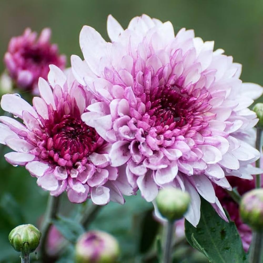Pink White Chrysanthemum Flower seeds blooming in flower beds, containers, borders, and pollinator-friendly gardens
