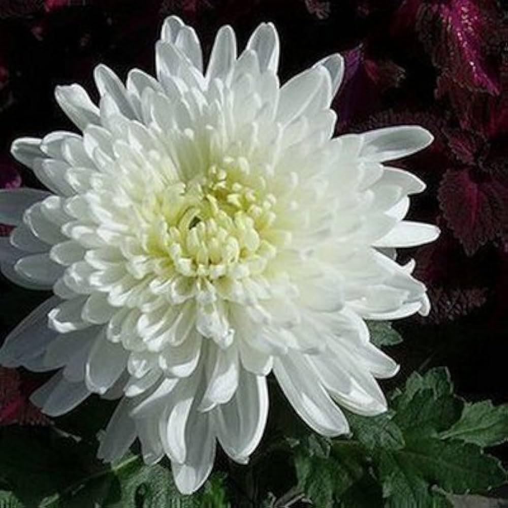 India White Mix German Breed Chrysanthemum Seeds for Planting flower bed