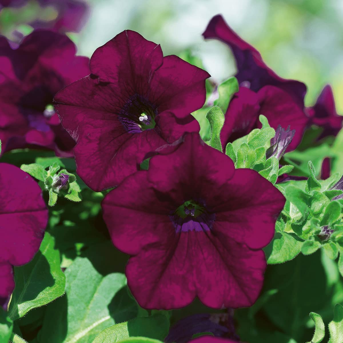 Pelletized Logro Floribunda Burgundy Petunia Seeds for Bold Garden Colors