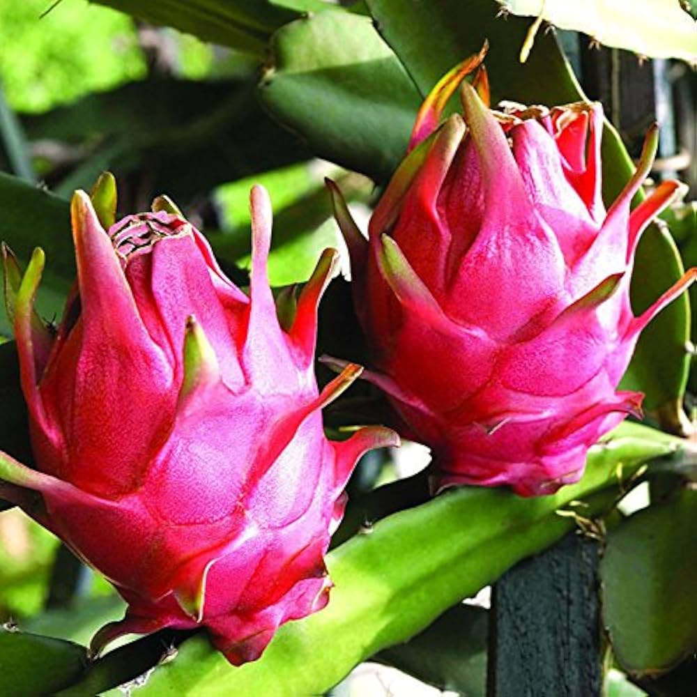 Pitaya Seeds Collection for Easy Planting