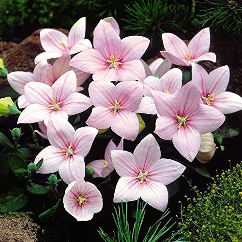 Platycodon Astra Seeds for Unique Balloon-Shaped Flowers