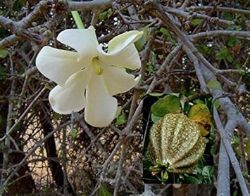 White Volkensii Flower seeds for Planting - Cut Flower Favorite, Heirloom & GMO Free Seeds for Home Garden
Sale for planting in home garden.