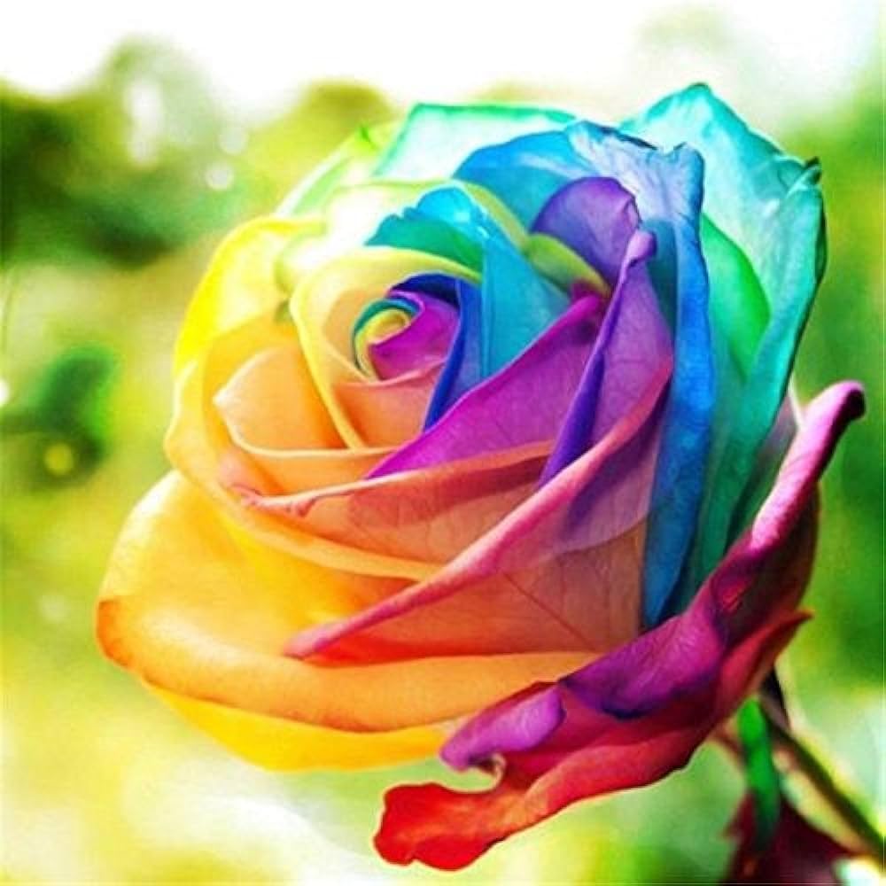 Holland Rainbow Rose Rosa hybrida for planting in flower bed