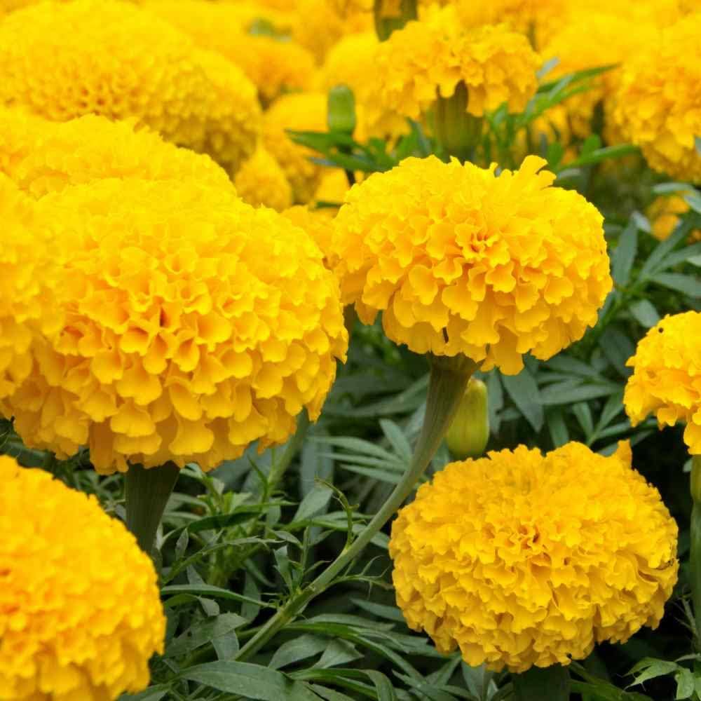 Yellow Fragrant Flower Seeds Planting Guide