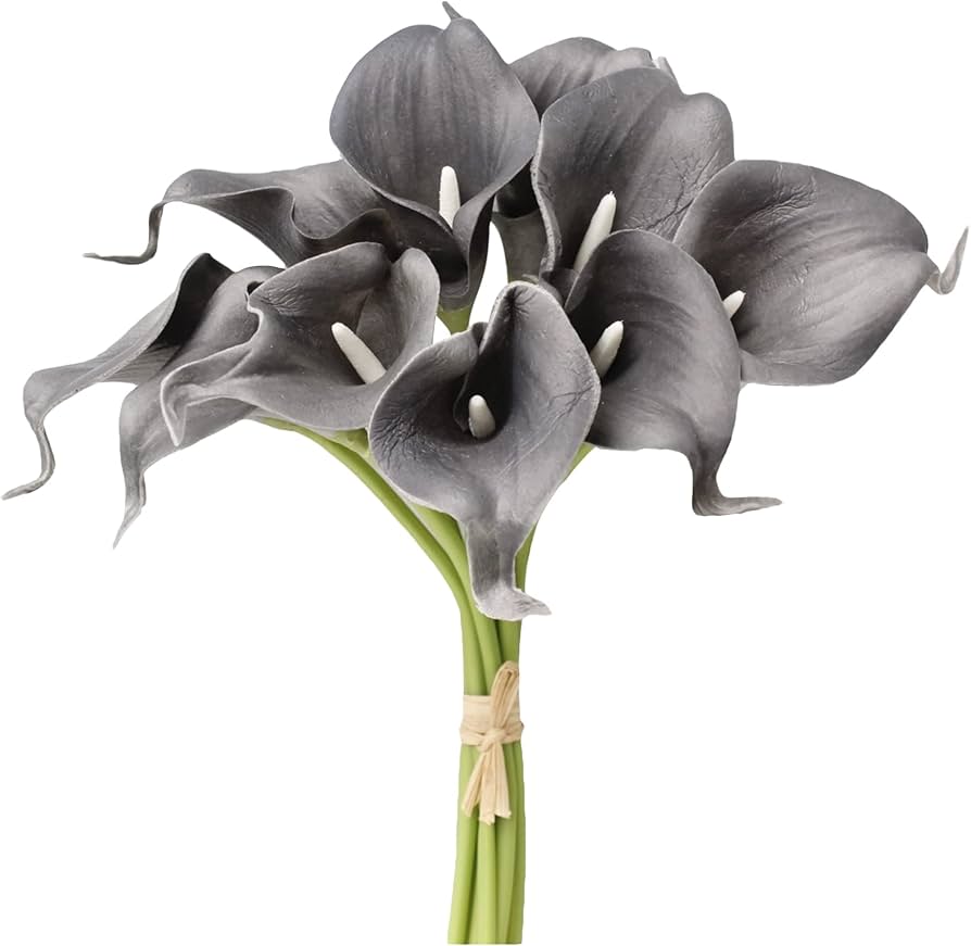 Dark Gray Calla Flower Seeds for Planting Long Bloom Season Heirloom & GMO Free Seeds for Home Garden
Sale