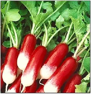French Breakfast Radish Seeds for Quick-Growing Garden Vegetables