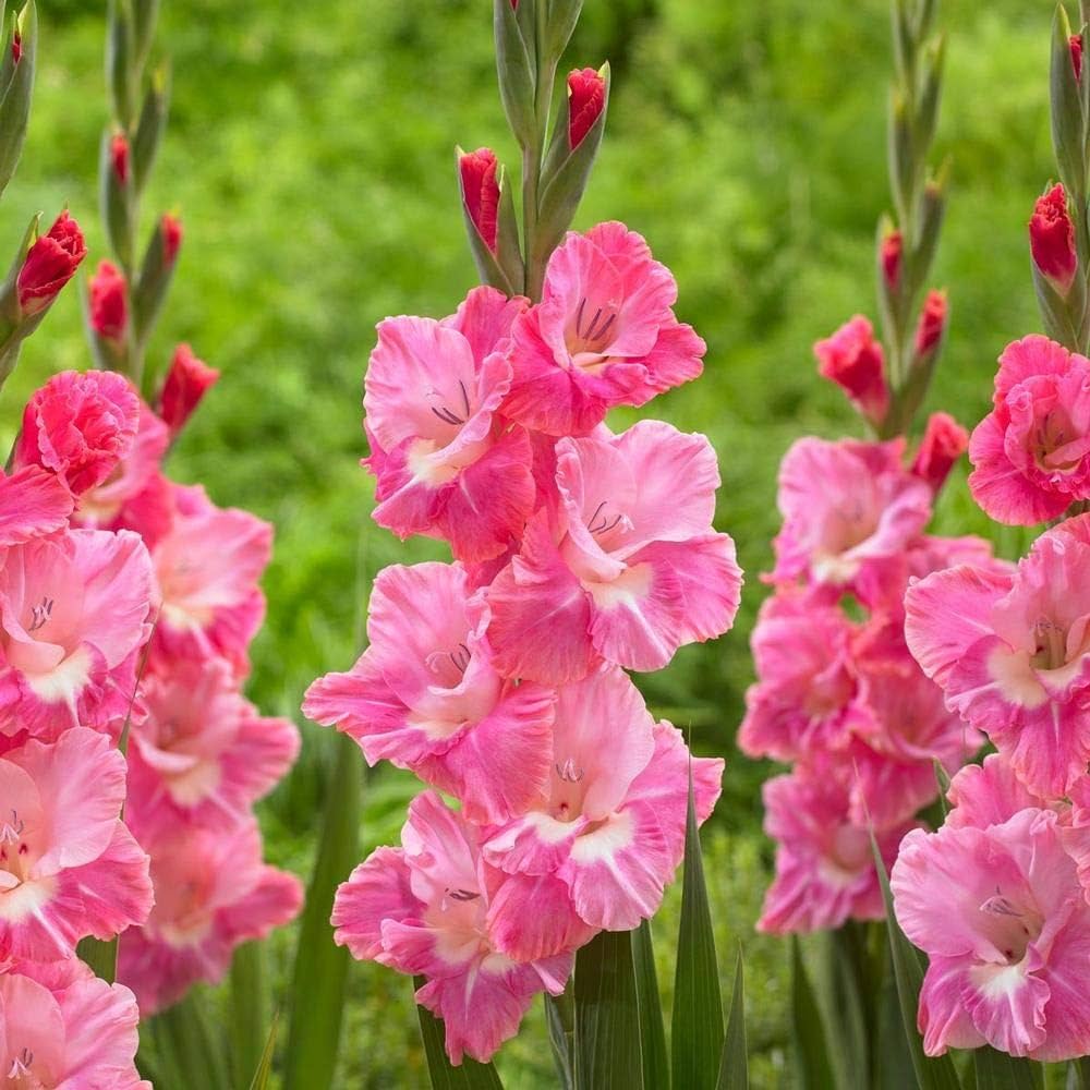Baby Pink Red Gladiolus Flower Seeds for Planting Long Bloom Season Heirloom & GMO Free Seeds for Home Garden
Sale