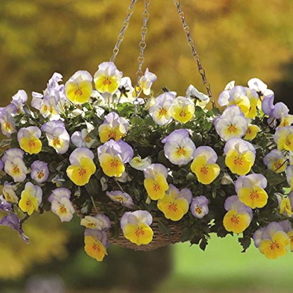 Viola Arvensis Field Pansy Seeds for Planting - Ideal for Flower Bed & Garden