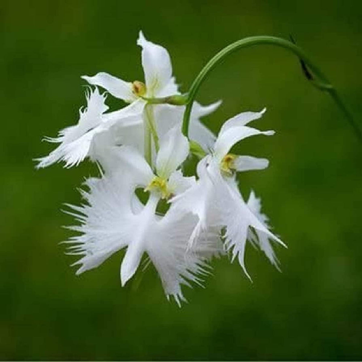 Egret Orchid Flower seeds for Planting - Garden Favorite, Heirloom & GMO Free Seeds for Home Garden
Sale seeds for home garden