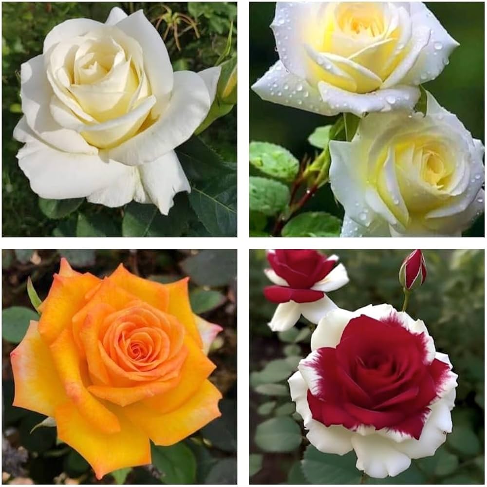 Rose Rosa spp. Seeds for Planting - Ideal for Flower Bed & Urban Garden