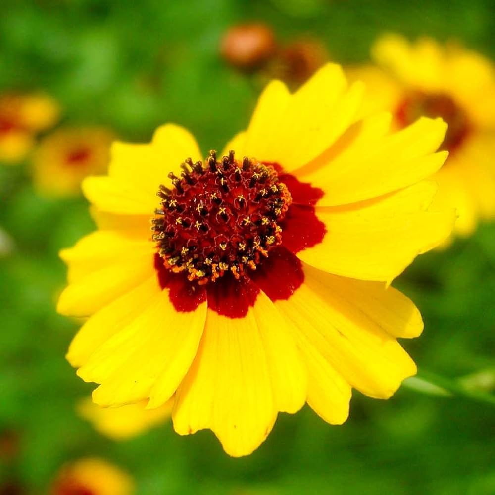 Calliopsis Seeds for Easy Planting | Garden Flower Seeds