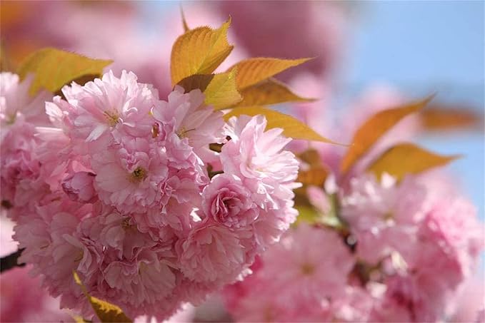 Japanese Sakura Seeds, Rare Japanese Cherry Blossom Flower Seeds, Rosa Prunus Serrulata