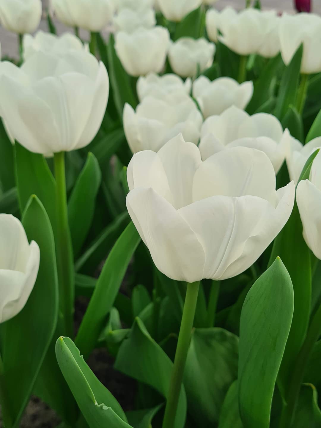 White Tulip Tulipa Gesneriana Seeds for Planting - Perfect for Flower Bed & Home Garden