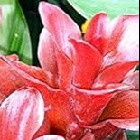 Red Curcuma Aeruginosa Flower seeds for Planting - Hardy Variety, Heirloom & GMO Free Seeds for Home Garden
Sale seeds for home garden