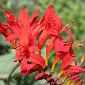 Crocosmia Lucifer Flower seeds for Planting Perfect for Borders Heirloom & GMO Free Seeds for Home Garden
Sale for planting in home garden